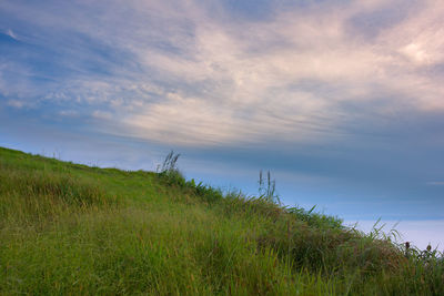 Grass growing on field by sea against sky