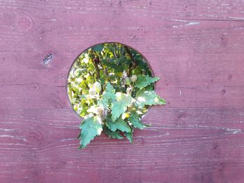 High angle view of leaf on table