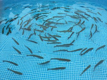 High angle view of fishes in swimming pool