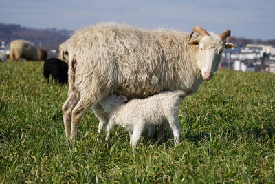 Sheep with suckling lamb standing in a field