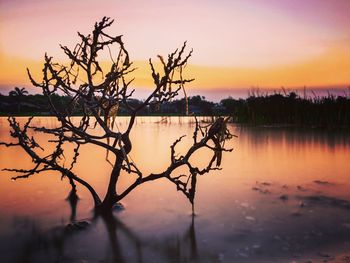 Bare tree by lake against sky during sunset
