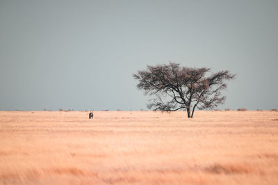 Scenic view of desert against clear sky