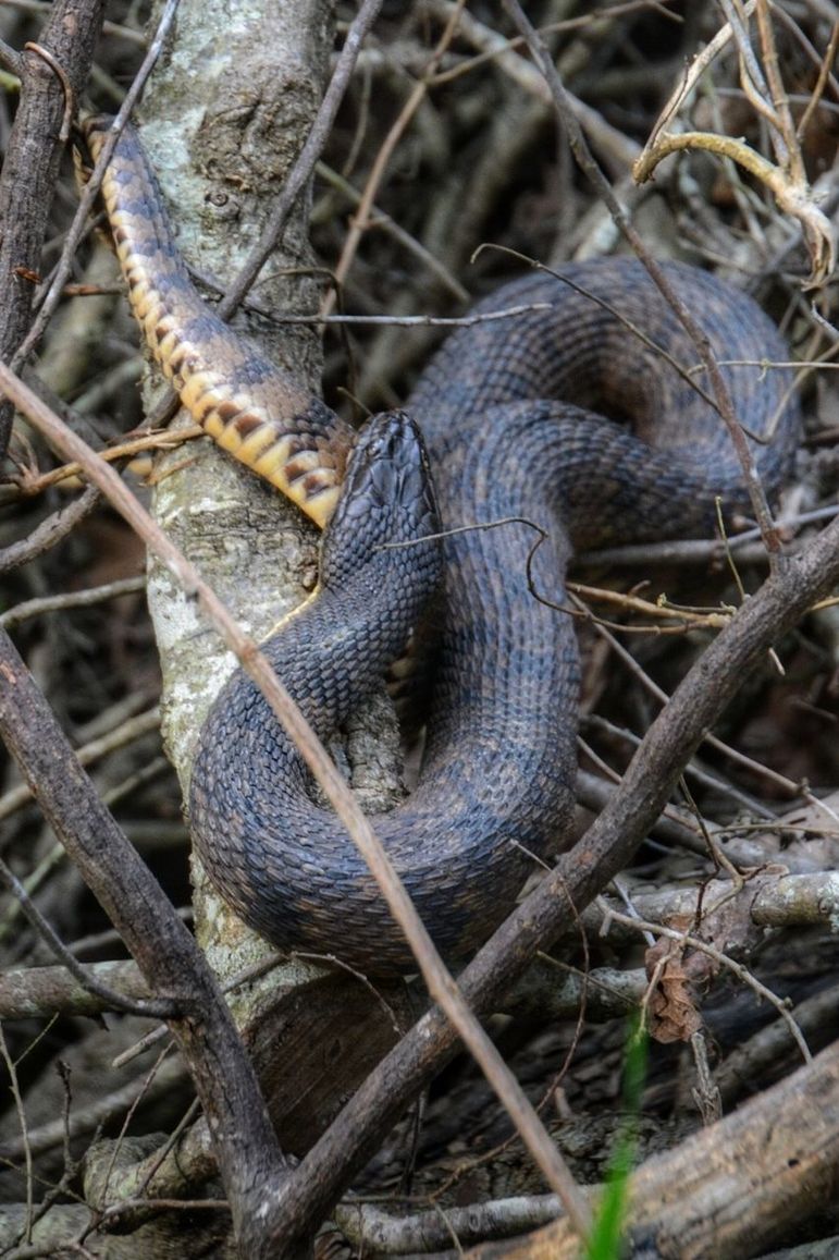 animal wildlife, animal themes, animals in the wild, animal, one animal, reptile, no people, vertebrate, snake, nature, day, tree, branch, close-up, zoology, plant, outdoors, land, animal body part, focus on foreground, stick - plant part, poisonous, animal scale