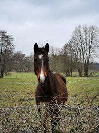 Horse in ranch