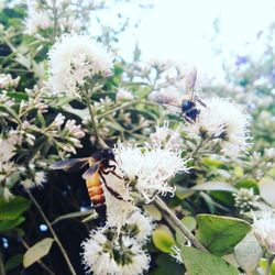 Close-up of insect on flowers