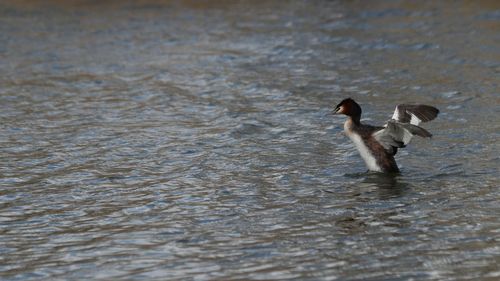Ducks swimming in lake
