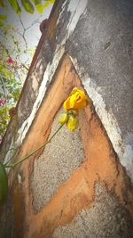 Close-up high angle view of yellow flower