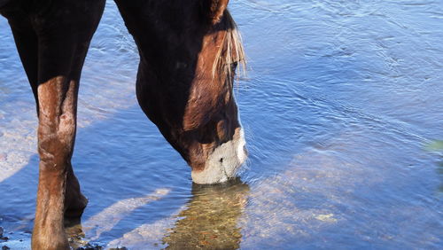 High angle view of horse in sea