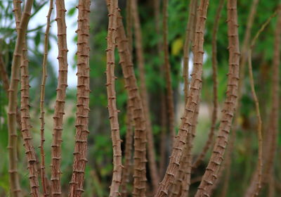 Close-up of bamboo plants on field