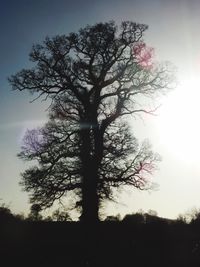 Silhouette of bare trees against sky