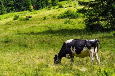 Cow standing in a field