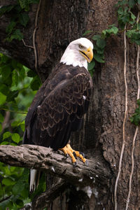 Eagle perched in tree