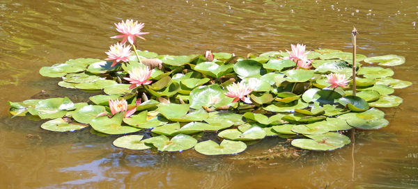 Close-up of pink lotus water lily in pond