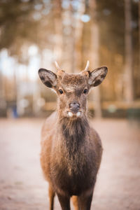 Beautiful young deer