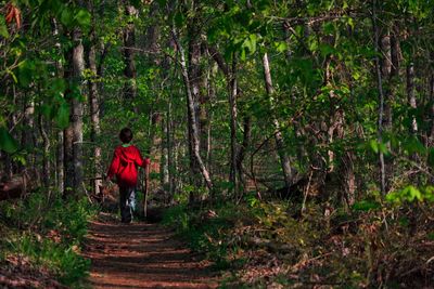 Rear view of child walking in forest