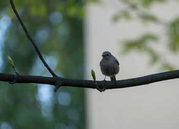 Low angle view of bird perching on branch