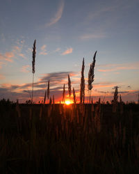 Silhouette plants on field against sky during sunset