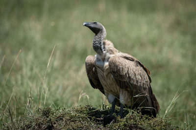 African white-backed vulture on mound looking up