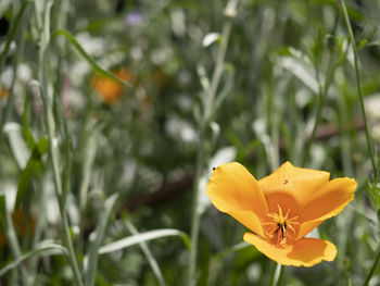 Close-up of yellow flowering plant