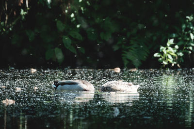 Ducks swimming in lake