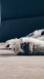 Close-up of a dog sleeping on floor