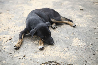 High angle view of puppy lying on street