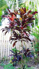 Plant growing in greenhouse