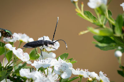 Close-up of black beetle feeding on white blossom
