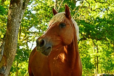Close-up of a horse against trees