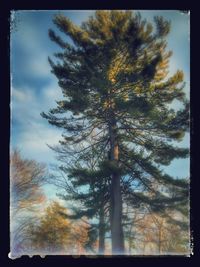 Low angle view of trees against sky