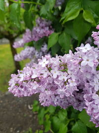 Close-up of pink flowering plant