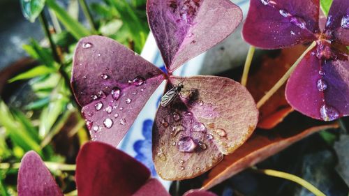 Close-up of water drops on pink flower