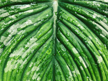 Full frame shot of green leaf in market