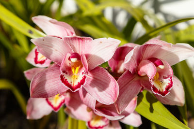 Close-up of pink flower