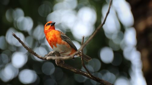 Close-up of bird perching on branch