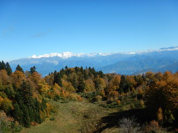 Scenic view of forest against sky