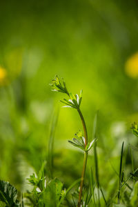 Close-up of flowering plant on field
