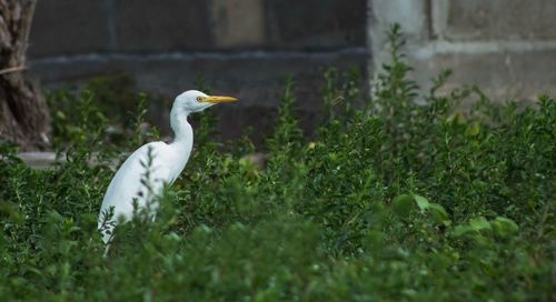 White bird on a field