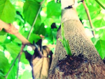 Close-up of lizard on tree trunk