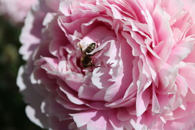 Close-up of bee pollinating on pink flower