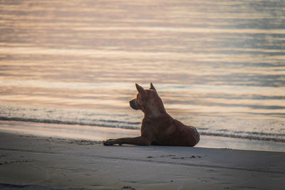 View of a horse on the beach