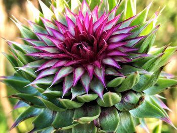 Directly above shot of flower plant