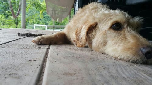 Close-up portrait of dog relaxing outdoors