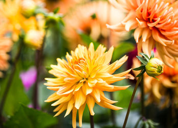 Close-up of yellow flowering plant