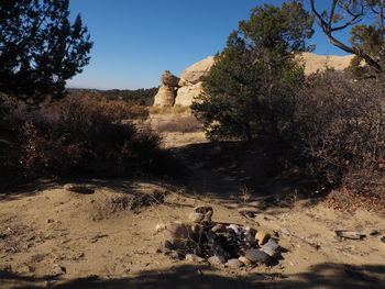 Plants and rocks on land against clear sky
