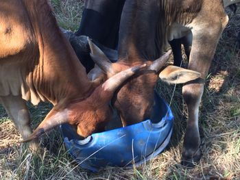 High angle view of cows eating at farm