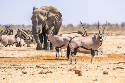 Oryx and elephant standing on landscape