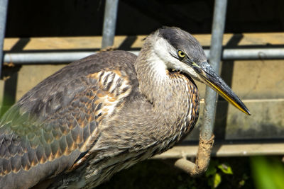 Blue heron in a pond next to a storm drain