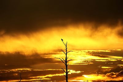 Silhouette bare tree against cloudy sky during sunset