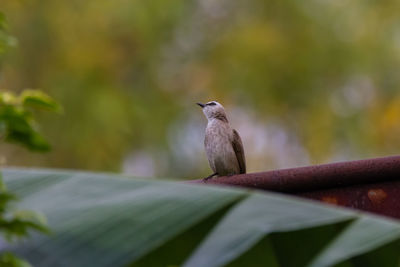 Close-up of bird perching on a plant